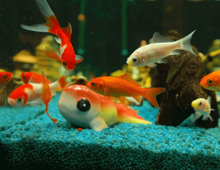 Aquarium Ratgeber: Aquariumkauf für Anfänger – 7 Tipps für Anfänger!