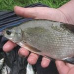 Friedfische anfüttern:  Gute Lockstoffe in Futtermischungen für Friedfische!